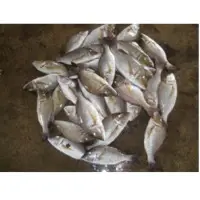 Emperor fish